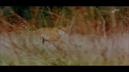Красотата на Бенгалският Тигър 