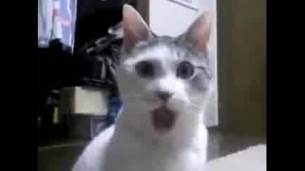 funny cat 