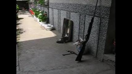 Луда коте