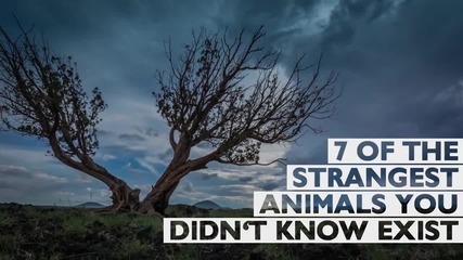 7 от най-странните животни