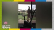 Лудото кенгуру отвръща на удара! :D