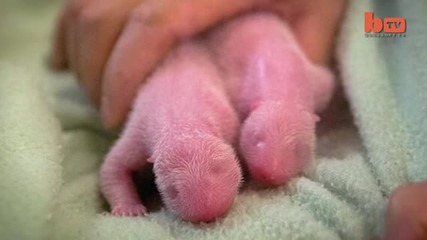 Baby Pandas- Mother Gives Birth to Twin Panda Babies- Amazing Rare Footage At Zoo Atlanta