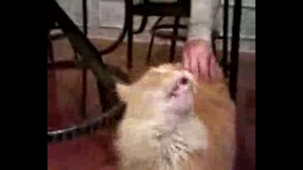 Very Funny Cat Talking