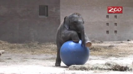 Ето как се забавлява бебе слон