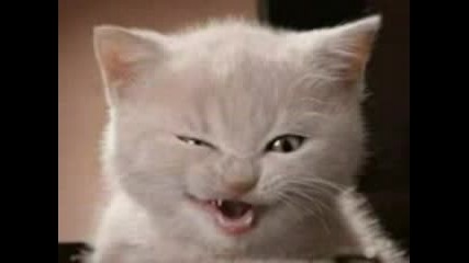 Very Funny Cats Part 7
