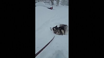 През 3-метрови преспи: Игриво хъски се разхожда в снега (ВИДЕО)