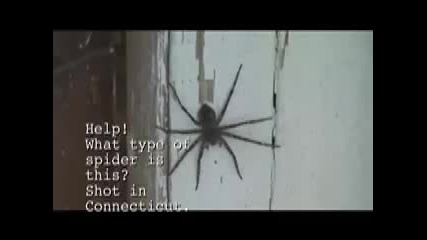 Big Spider Help !