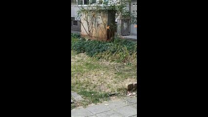 kittens.mp4