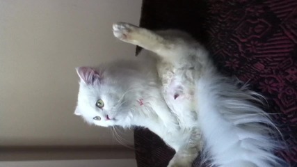 котешки преживявания