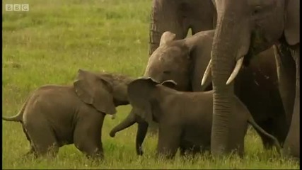 Битка между слонове и слончета !