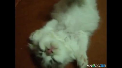 Супер сладko коте спи..
