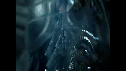 alien vs predator pic and video