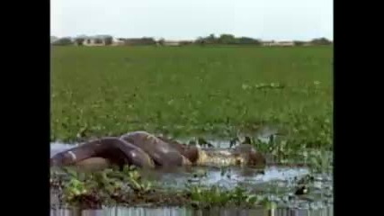 Анаконда На Лов