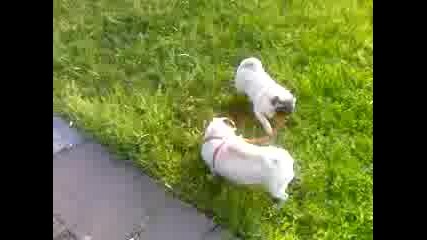 Видео - 0001.mp4