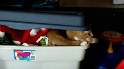 Kitty in a Box
