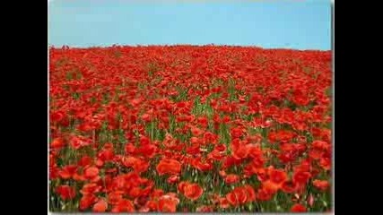 Mohn