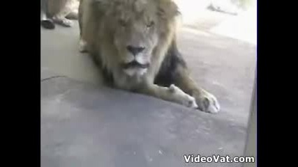 Лъв Се Опитва Да Ме Изяде