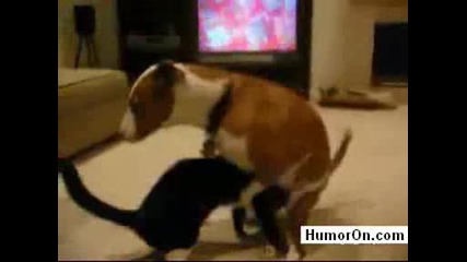 Коте Прави Свирчок