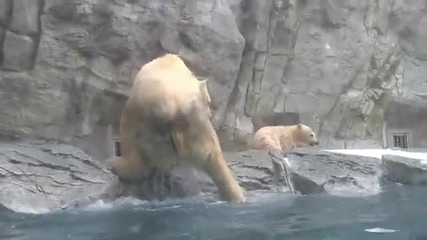 Бебе мече пада в ледената вода, но майка му веднага се втурва да го спасява