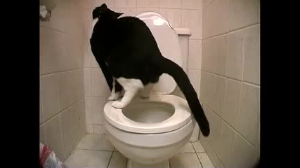Toilet Trained Cat Doing Number 2