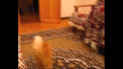 Нова компилация със смешни котки