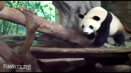Смях ( Панда пикае върху спяща панда !!!!! )