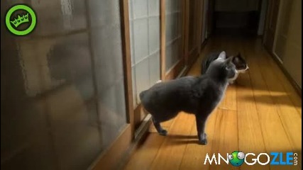 Котка чука на врата