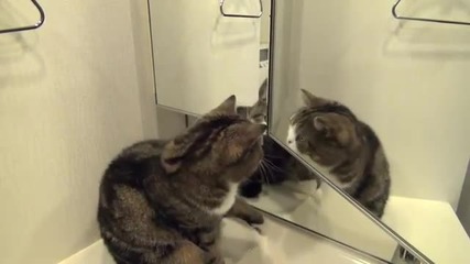 Коте се оглежда в огледало