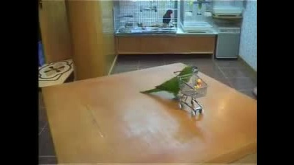 Yникални изпълнения на говорещи папагали 