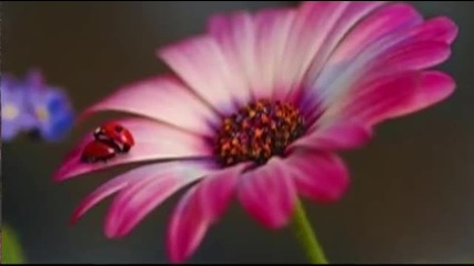 Yanni - If I Could Tell You