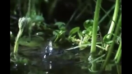 Bbc David Attenborough's - The Private Life of Plants (1995) - Travelling Part 1