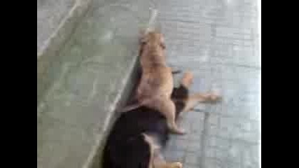 lud pitbull