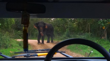 Среща с разгонен мъжки слон ("Без багаж" еп.82 трейлър)
