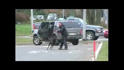 Rottweiler освободен сред хора 