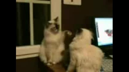 Котки 