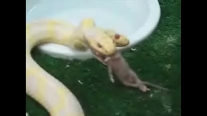 Нещо - Двуглава Змия 