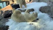 Зоопаркът в Прага разхлажда белите мечки с ледени кубчета