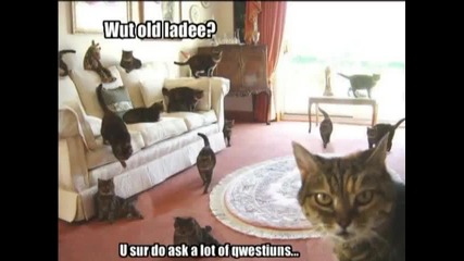 Смешни котки 