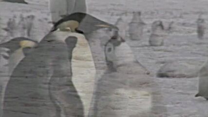 Малките на императорския пингвин са първите жертви на топенето на ледове в Антарктида