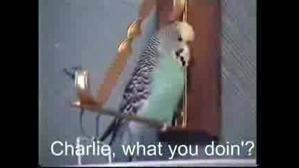 Charlie The Talking Budgie - Part 2