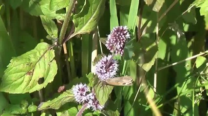 Flowers and Butterflys in 1080p Panasonic Tm300 
