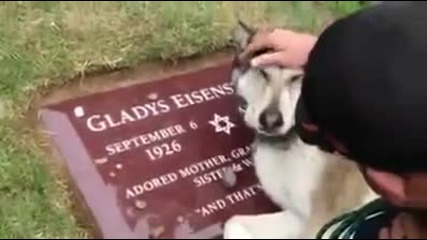 Куче плаче на гроба на стопанина си