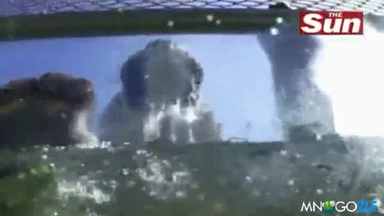 Бенгалски тигър си прави подводна закуска...