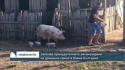 Започва принудителното евтаназиране на домашни свине в Южна България