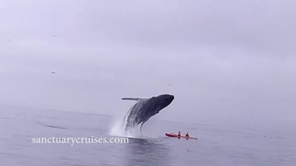 Гърбат кит пада върху каяк