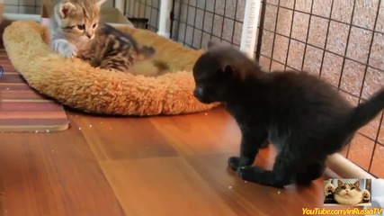 Смешни провали с котки - Компилация 2014