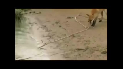 Лисица лови голяма риба сом