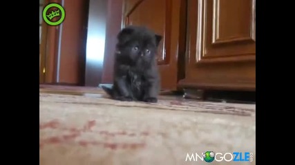 Колко тъжно и сладко коте