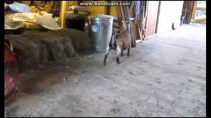 крещящи кози