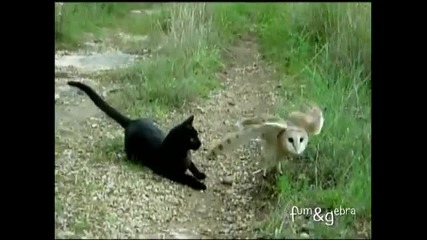 Приятелство между котка и сова